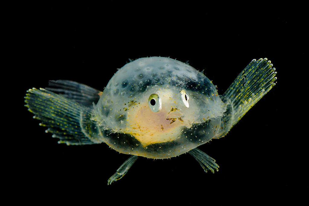 A juvenile Pancake Batfish (Halieutichthys aculeatus) trawled from between 200m depth and the surface, Gulf of Mexico, July 2018. The adults live on the sea floor in a benthic lifestyle and have been found at depths below 800m. The adults have a body that is flattened out like a pancake and they have modified fins for walking along the bottom. The larval and juvenile fishes inhabit the water colum.