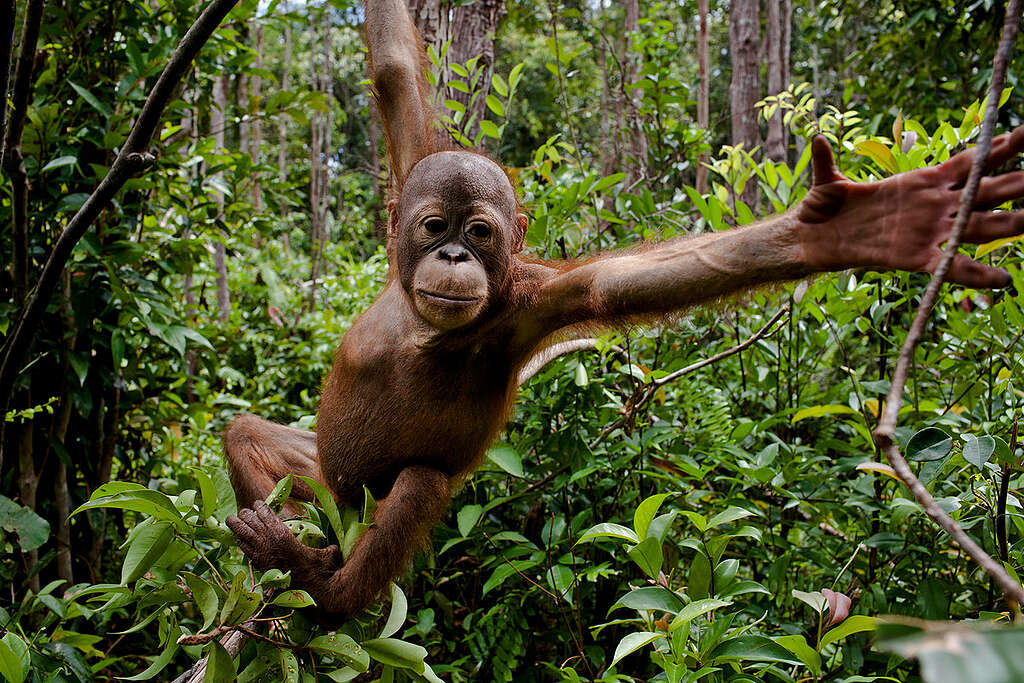 Baby orangutans at the Orangutan Foundation International Care Center in Pangkalan Bun, Central Kalimantan. Expansion of oil palm plantations is destroying their forest habitat. © Ulet  Ifansasti / Greenpeace