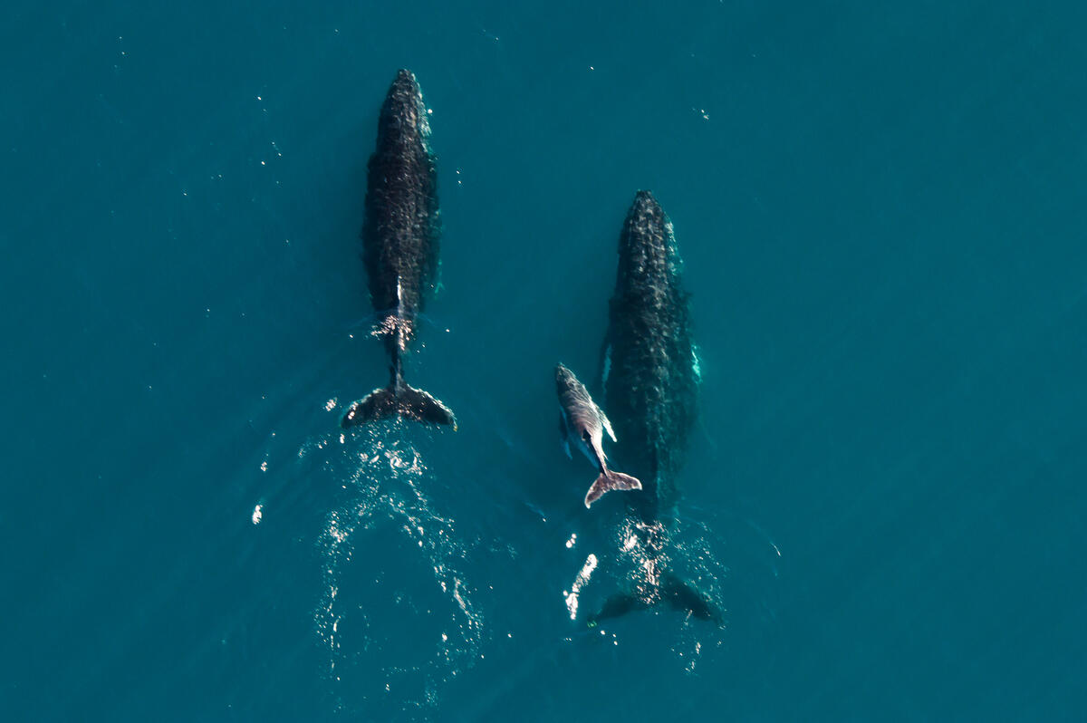 Aerial shot of humpback whales migrating along the Ningaloo Coastline in Western Australia, taken from a helicopter.