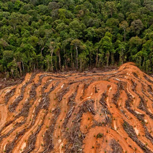 Greenpeace-Palm-Oil-Deforestation-Climate-Change