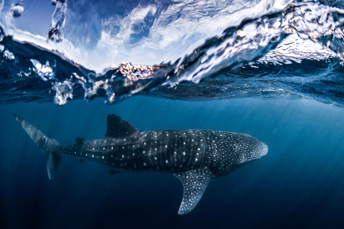 Whale Shark on Ningaloo Reef